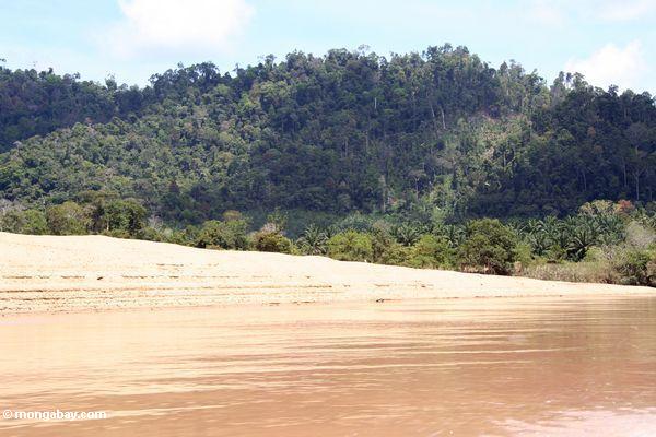 Ölpalme Plantageverlegung rainforest in Malaysia