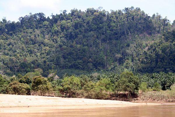 マレーシアのパーム油プランテーションの自然林に侵入