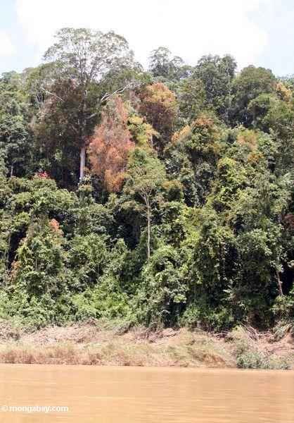 Rebe-bedeckte rainforest Bäume entlang dem Tembeling Fluß