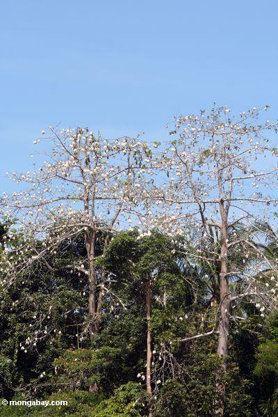 Baumwollbaum Malaysia