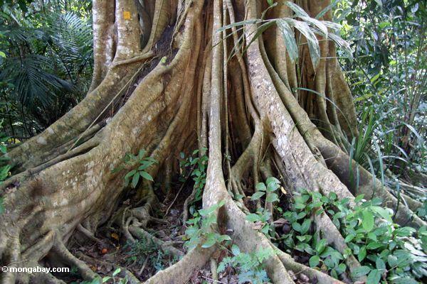 熱帯雨林の木のルーツを強調する