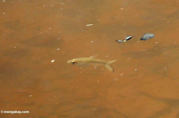 Cyprind Fische im malaysischen blackwater Nebenfluß