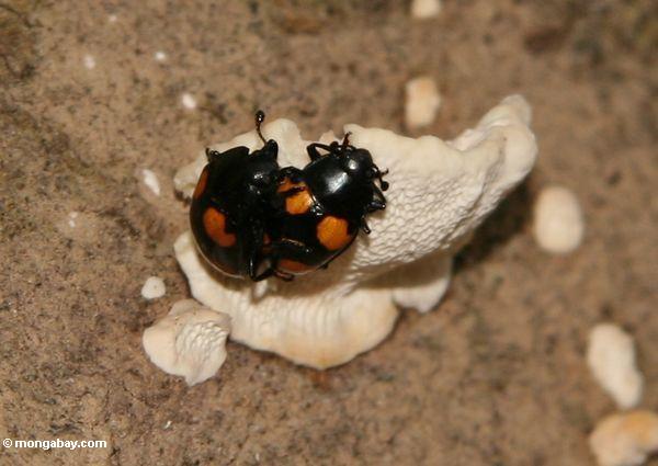 Fügendes Paar Käfer mit schwarzen Körpern und Orange beschmutzt