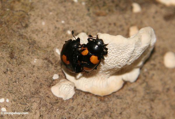 Paar Käfer, die auf einem pilzartigen Wachstum Taman