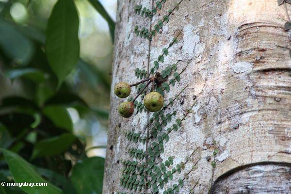 Cauliflorous Obstwachstum aus dem Stamm eines überdachungbaums im malaysischen rainforest