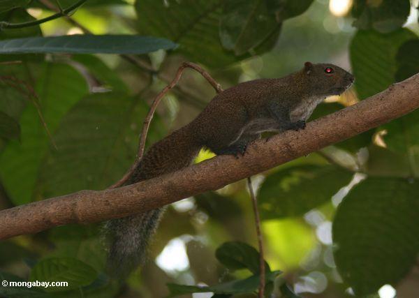 Eichhörnchen in malaysischem rainforest