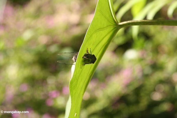 Zikade, die in sich einem Blatt Taman Negara Nationalpark