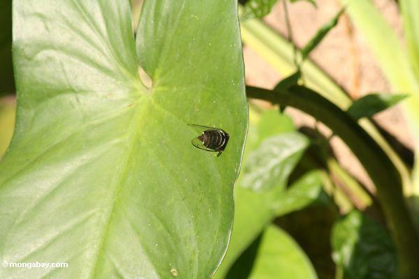 цикада, которая в ловушке себя в лист