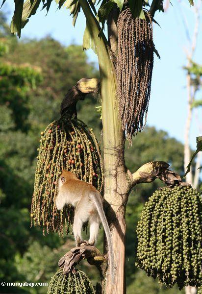Lang-angebundenes macaque, das auf Palme Frucht Taman