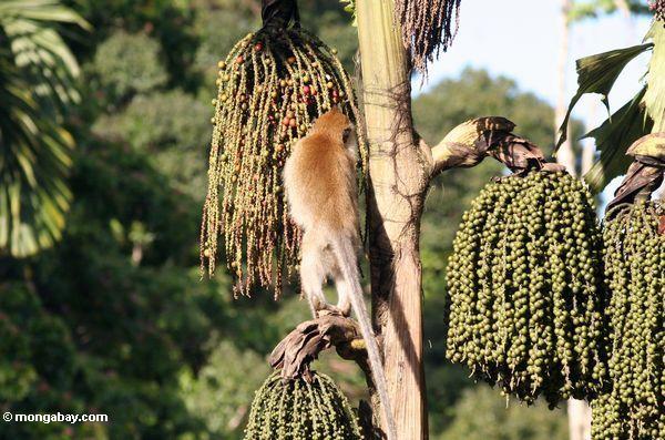 Lang-angebundenes macaque (Macaca fascicularis) einziehend auf Frucht von Caryota milis oder der „Tukas“ Palme