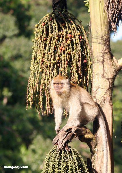 Lang-angebundenes macaque, das auf Frucht des „Tukas“ Palme einzieht (Caryota milis)