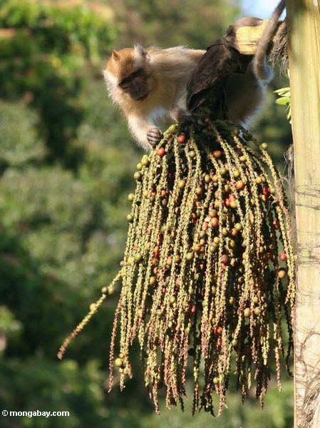 Lang-angebundenes macaque (Macaca fascicularis) Frucht des „Tukas“ Palme (Caryota milis) Taman