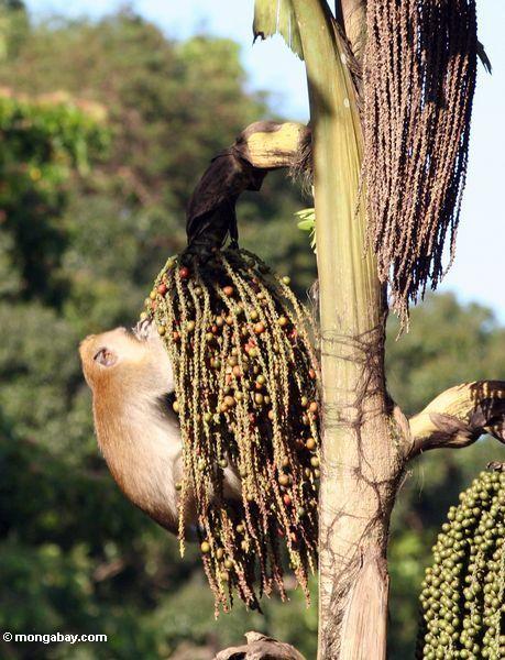 Lang-angebundenes macaque, das Frucht der „Tukas“ Palme ißt