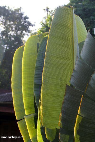Palme Blätter betont durch den einstellensonne