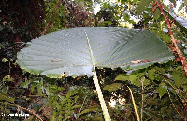 Großer Regenschirmblattbetrieb im malaysischen Dschungel