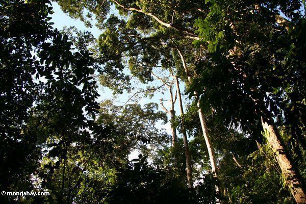 Rainforest überdachung, wie von unterhalb Taman