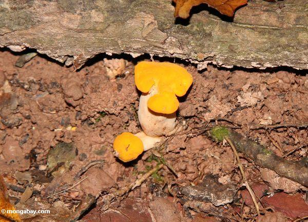 Naher Verrottenlogon der hellen orange Pilze der malaysische rainforest