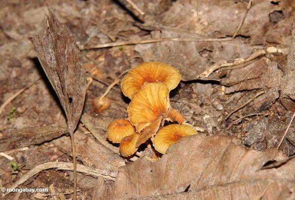 Die orange Pilze, die vom Blatt auftauchen, verunreinigen auf dem Regenwaldfußboden