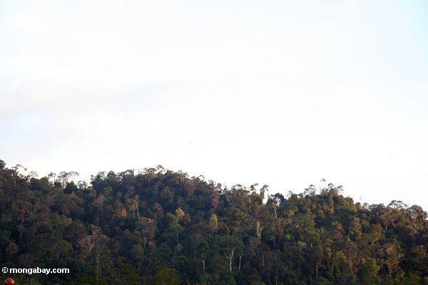 Malaysischer Dschungel