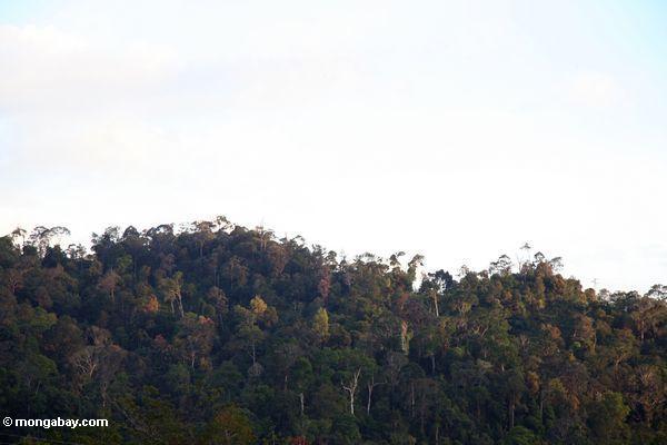 マレーシアの熱帯雨林