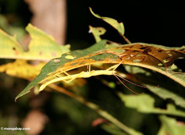 Gelbes Stockinsekt im malaysischen Regenwald