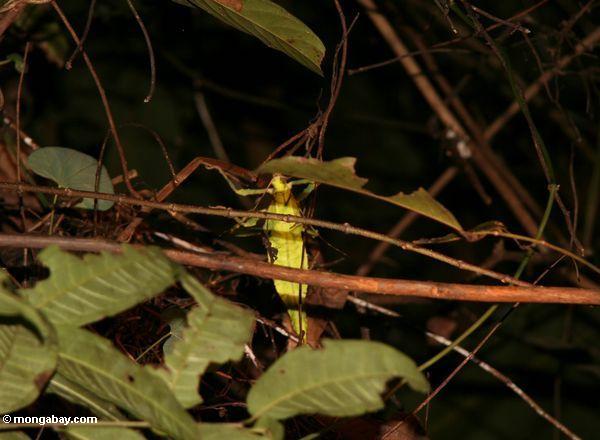 ニンフやマレーシアのジャングルの天蓋の葉の昆虫（ heteropteryx dilatata ）高