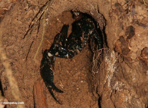 Scorpion preto (sp de Heterometrus.) em um furo