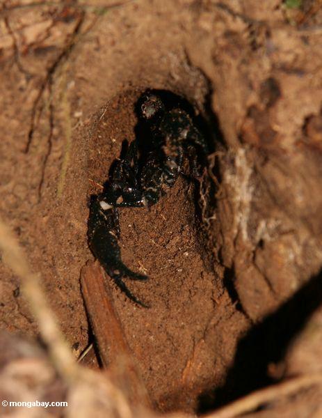 Schwarzes scorpion in einem graben