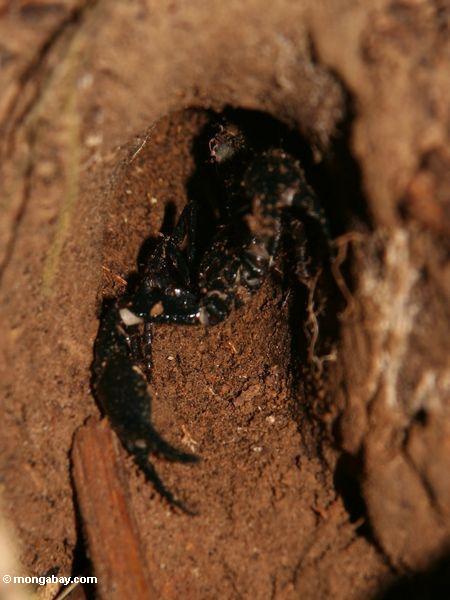 Schwarzes scorpion (Heterometrus SP.) in einem Boden graben