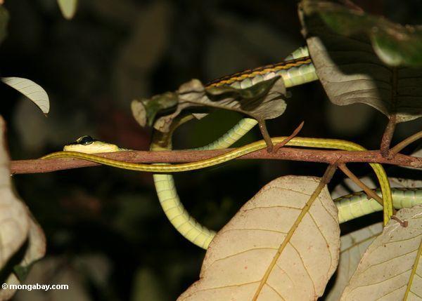 ヘビのグメーリンbronzeback （ dendrelaphis pictus ）