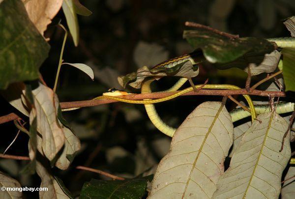 Gemaltes Bronzeback snake (Dendrelaphis pictus)