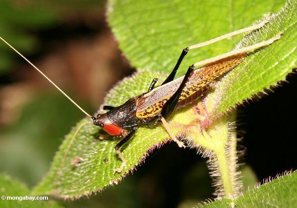 Ein katydid in Malaysia mit einem roten Kopf, einem schwarzen Körper, gelben Winden und schwarzen und gelben Beine