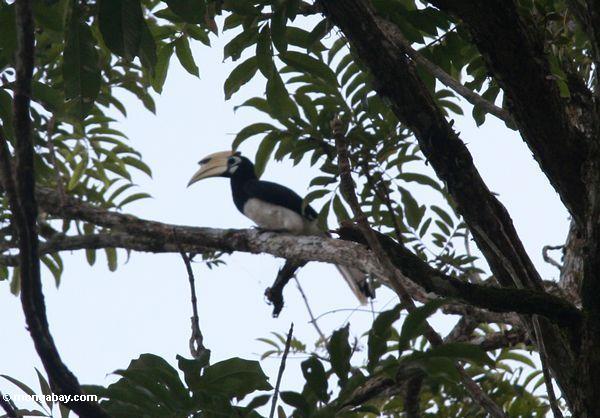 Hornbill pied Oriental (albirostris de Anthracoceros)