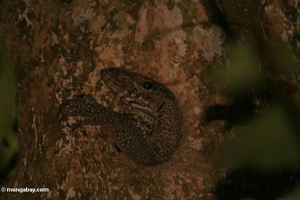 Monitorar o lagarto que emerge de uma cavidade da árvore