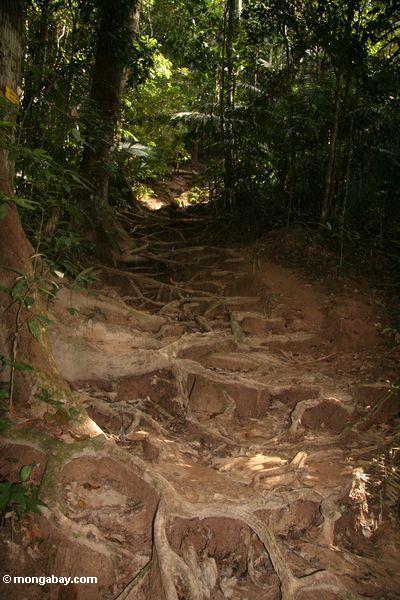 RegenBaum des Waldeswurzeln, die Boden befestigen und Hinterabnutzung Taman