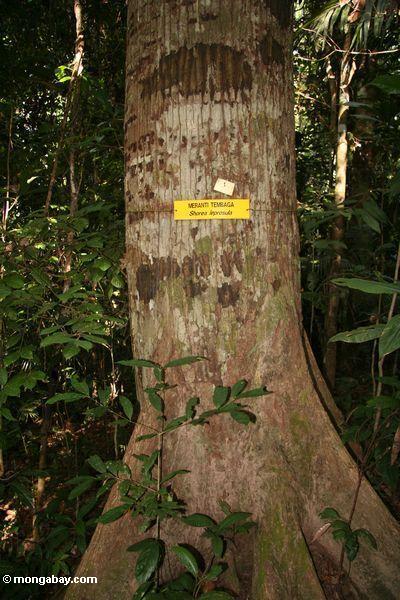 Meranti (Shorea) Baum, ein Wertbauholzsorte