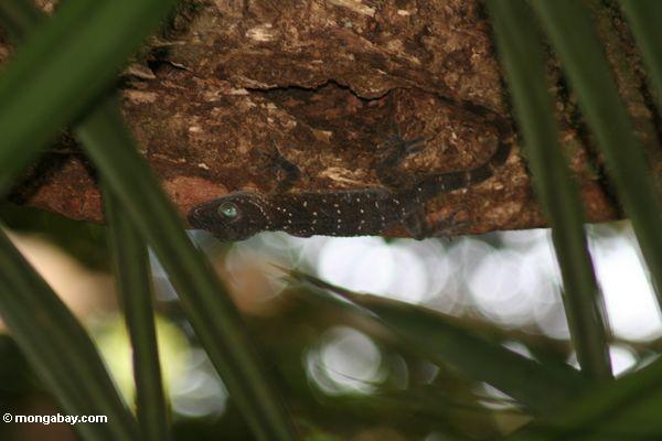 Riesiger Waldgecko (Gecko stentor)