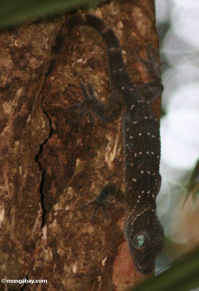 Gecko gigante da floresta (stentor do Gecko) com olhos de turquesa