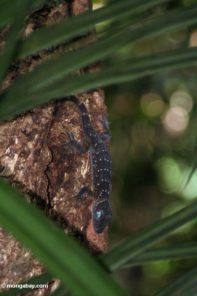Green-eyed Gecko (Gecko stentor)