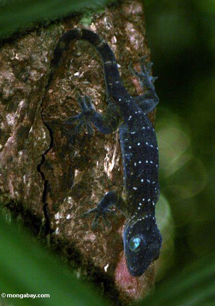 緑（ヤモリラッパムシ）は、マレーシアのジャングルで目のヤモリ