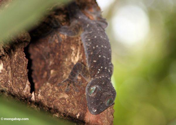 зеленые глаза геккон (Gecko Стентор)