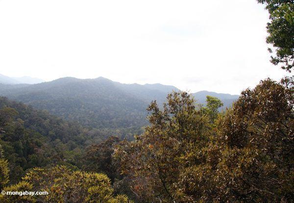 Vista do ponto do lookout em Taman Negara