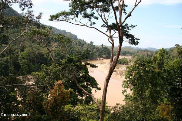 Vue du fleuve de Tembeling et de la forêt tropicale environnante