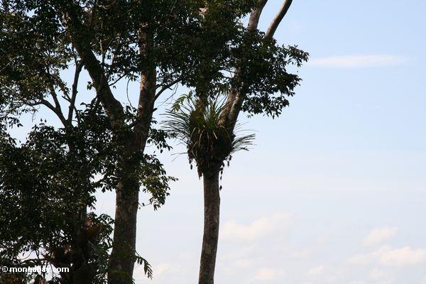 Epiphyte im malaysischen Dschungel