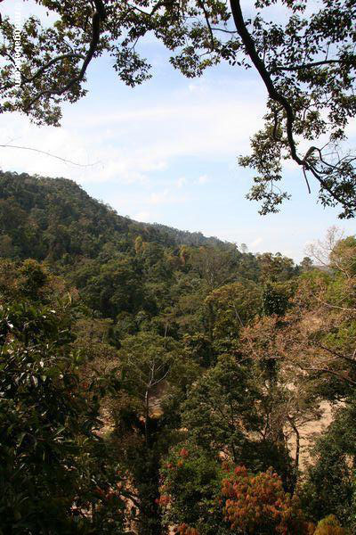 Malaysischer Regenwald