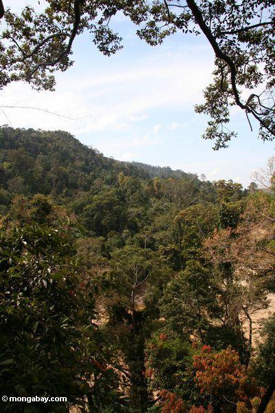 マレーシアの熱帯林
