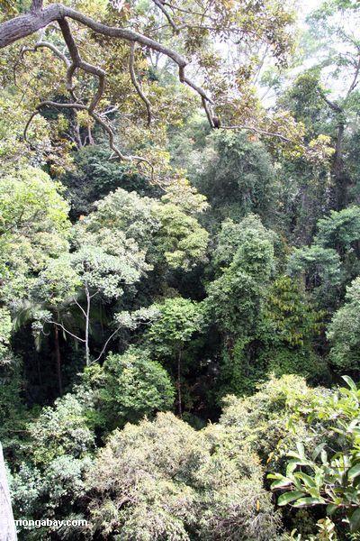 マレーシアの熱帯雨林の林冠