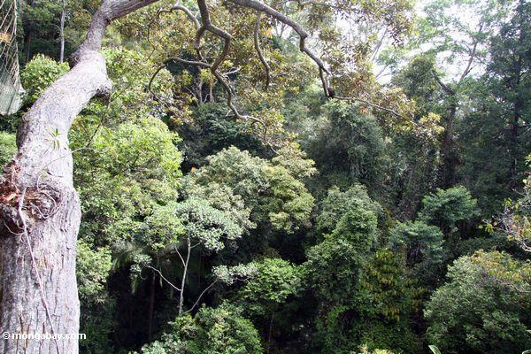 Rainforest, wie vom überdachung Taman