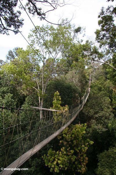 タマンネガラ通路で熱帯雨林の林冠