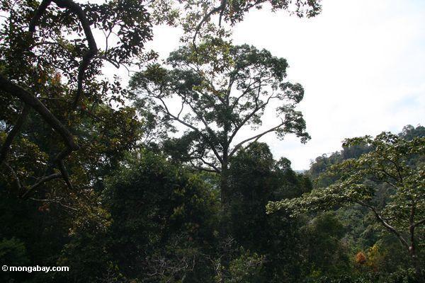 熱帯雨林の林冠